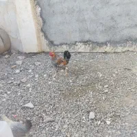 خروس گلین|حیوانات مزرعه|ماکو, |دیوار