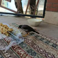 جوجه مرغ مینا نر 5 ماهه دستی با قفس|پرنده|قدس, شهرقدس|دیوار