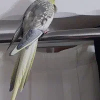 عروس هلندی نر|پرنده|فومن, |دیوار