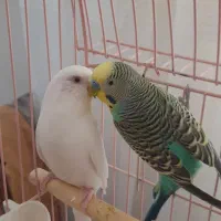 مرغ عشق جفت