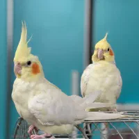 یک جفت‌ عروس|پرنده|قم, دورشهر|دیوار