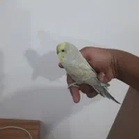 مرغ عشق