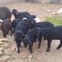 گوسفند میش وبره