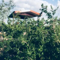 باغ-انار