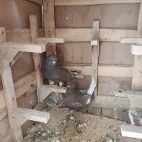 کفتر|پرنده|شیراز, نارنجستان|دیوار