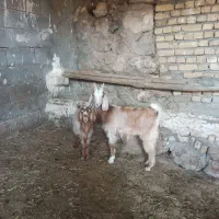 بزغاله نر