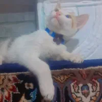 واگذاری گربه