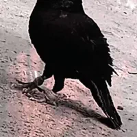 نر مست زاغ پر قلت 1ملیون کمتر نمیشه