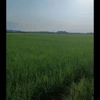 شالیزار مکانیزه