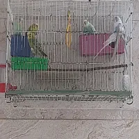 مرغ عشق سالم و بالغ و تخم گذار|پرنده|گنبد کاووس, |دیوار