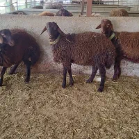 بره قوچی هترو7ماهه