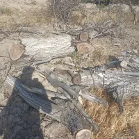هرس وبرش چوب وخرید چوب شما