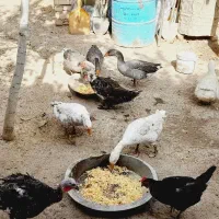 غاز و قو غاز.|حیوانات مزرعه|قزوین, |دیوار