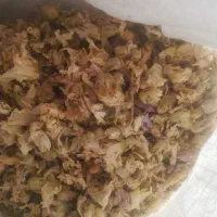 گل ختمی