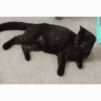 گربه نر گمشده شده مهر 1403