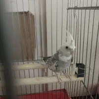 عروس هلندی نر