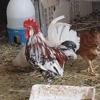 خروس بزرگ و نیمچه