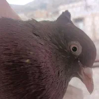 کله سرخ ماده