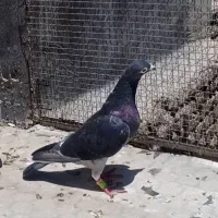 کبوتر