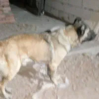 سگ سرابی اصل ذات قدیم