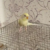 مرغ عشق ماده ۳۰۰ تومان دونه ای|پرنده|اهواز, پردیس|دیوار