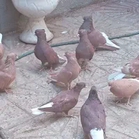 فروش کبوتر