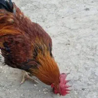 خروس قرمز محلی