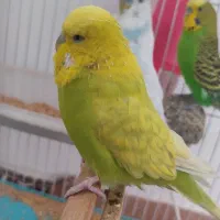 فروش مرغ عشق انگلیسی