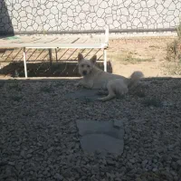 سگ پاکوتاه مهربون|سگ|یزد, |دیوار