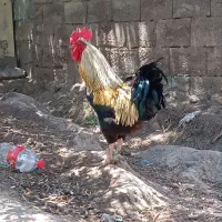 فروش خروس