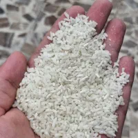برنج نیم دانه درشت هاشمی اصل گیلان