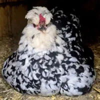 تخم نطفه دار گلین