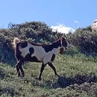 بز‌ماده