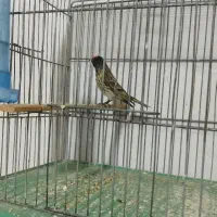 گلبسر قرص عطیقه معاوضه با قناری