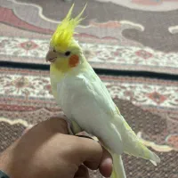 عروس هلندی