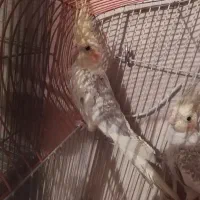 عروس هلندی زیبا|پرنده|فرخ‌شهر, |دیوار