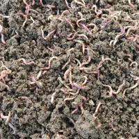 کود ورمی کمپوست زمرد|خدمات باغبانی و درختکاری|ورامین, خورین|دیوار