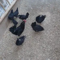 خروس