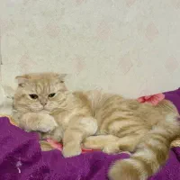 گربه بریتیش گلد نر