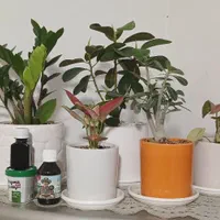 پک کامل گل و گیاهان آپارتمانی|گل و گیاه طبیعی|کرمان, |دیوار