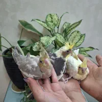 عروس هلندی سرلاکی|پرنده|اصفهان, قهجاورستان|دیوار