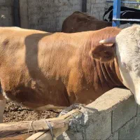 گوساله نر چاق سیمینتال