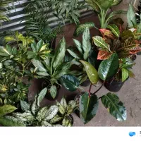 گلهای اپارتمانی از 150 تا 480