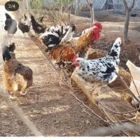 تخم مرغ خوراکی محلی روستایی|خوردنی و آشامیدنی|فردیس, شهرک وحدت|دیوار