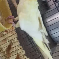 عروس هلندی لوتینو