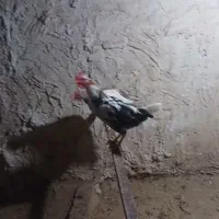 نیمچه خروس گلین