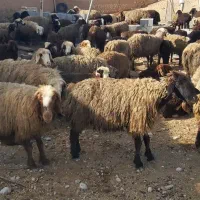 فروش  ۴۴ راس  میش  و۴۴ راس  بره