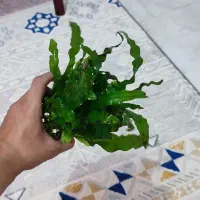 گیاه اکواریومی|ماهی|گرگان, |دیوار