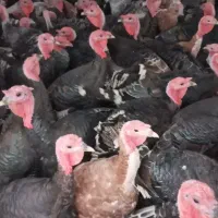 بوقلمو‌اصل‌طبیعی|حیوانات مزرعه|اردبیل, |دیوار