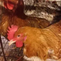 خریدار مرغ محلی